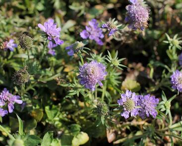 Hlaváč japonský 'Ritz Blue'