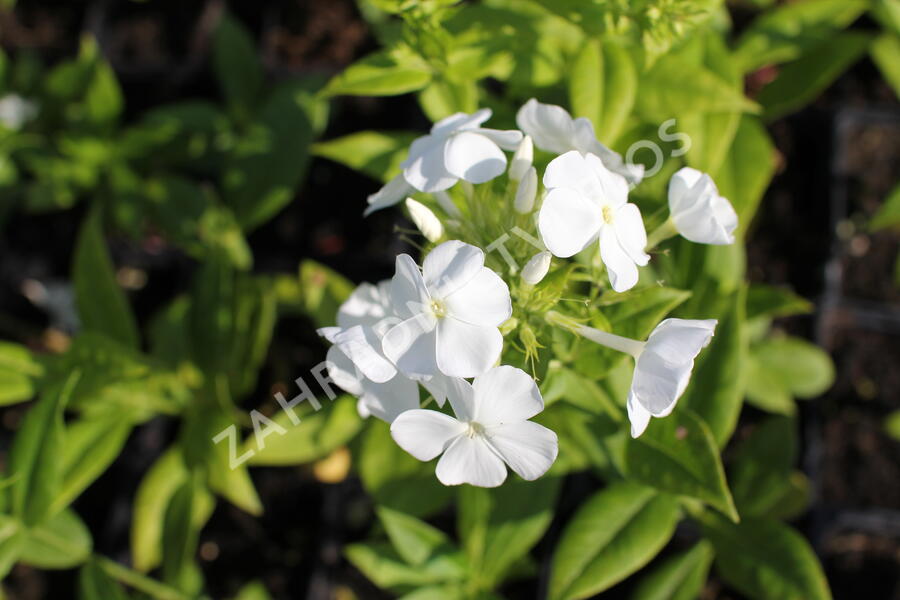 Plamenka latnatá 'Flame White' - Phlox paniculata 'Flame White'
