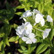 Plamenka latnatá 'Flame White' - Phlox paniculata 'Flame White'