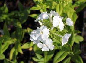 Plamenka latnatá 'Flame White' - Phlox paniculata 'Flame White'