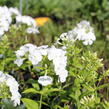 Plamenka latnatá 'Flame White' - Phlox paniculata 'Flame White'