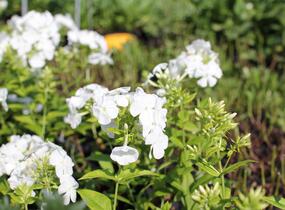 Plamenka latnatá 'Flame White' - Phlox paniculata 'Flame White'