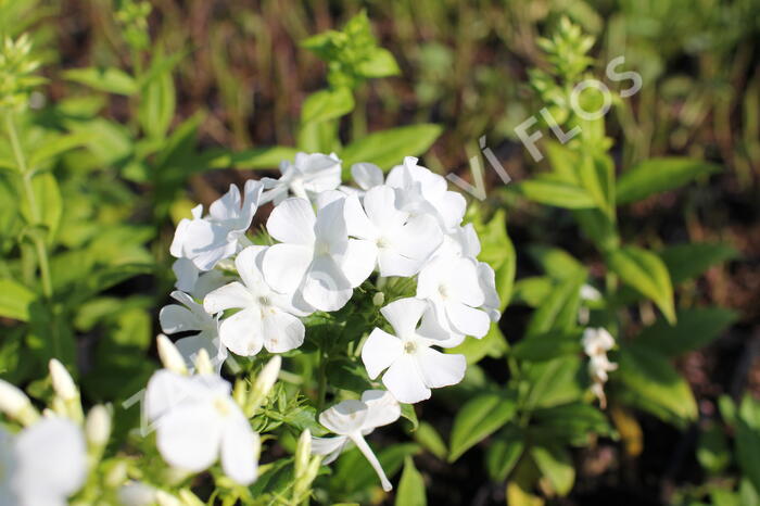 Plamenka latnatá 'Flame White' - Phlox paniculata 'Flame White'