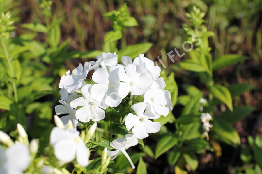 Plamenka latnatá 'Flame White' - Phlox paniculata 'Flame White'