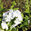 Plamenka latnatá 'Flame White' - Phlox paniculata 'Flame White'