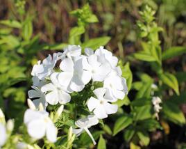 Plamenka latnatá 'Flame White'