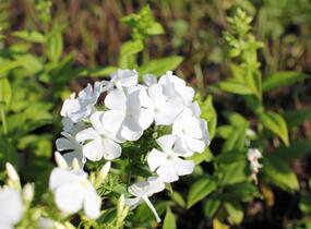 Plamenka latnatá 'Flame White' - Phlox paniculata 'Flame White'