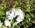 Plamenka latnatá 'Flame White'