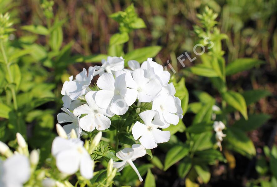 Plamenka latnatá 'Flame White' - Phlox paniculata 'Flame White'