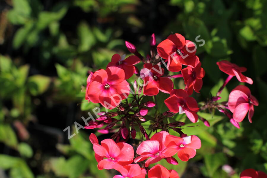 Plamenka latnatá 'Flame Coral' - Phlox paniculata 'Flame Coral'