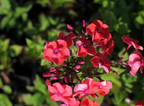 Plamenka latnatá 'Flame Coral' - Phlox paniculata 'Flame Coral'