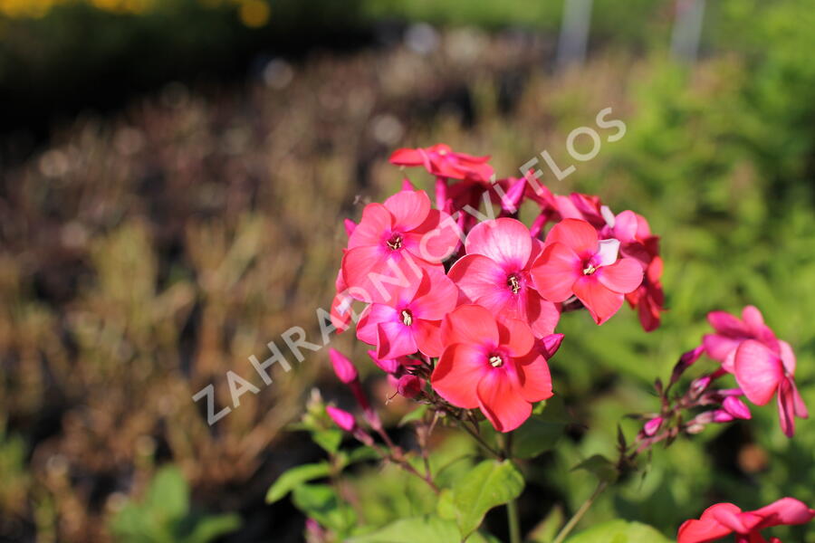 Plamenka latnatá 'Flame Coral' - Phlox paniculata 'Flame Coral'