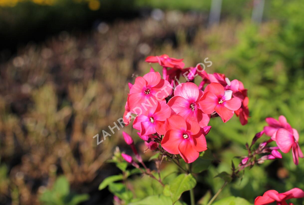 Plamenka latnatá 'Flame Coral' - Phlox paniculata 'Flame Coral'