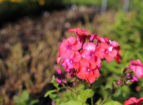 Plamenka latnatá 'Flame Coral' - Phlox paniculata 'Flame Coral'