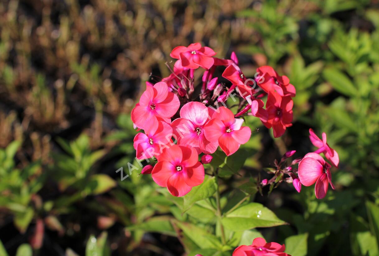 Plamenka latnatá 'Flame Coral' - Phlox paniculata 'Flame Coral'