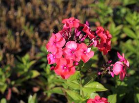 Plamenka latnatá 'Flame Coral' - Phlox paniculata 'Flame Coral'