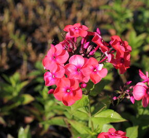 Plamenka latnatá 'Flame Coral' - Phlox paniculata 'Flame Coral'