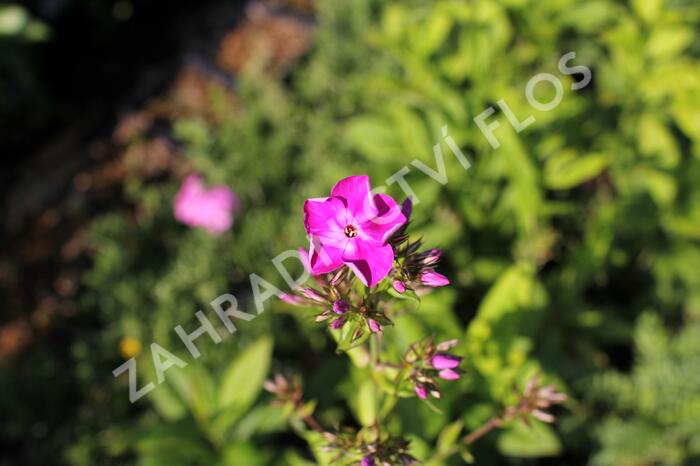 Plamenka latnatá 'Adessa Special Pink' - Phlox paniculata 'Adessa Special Pink'