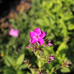 Plamenka latnatá 'Adessa Special Pink' - Phlox paniculata 'Adessa Special Pink'