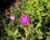 Plamenka latnatá 'Adessa Special Pink'