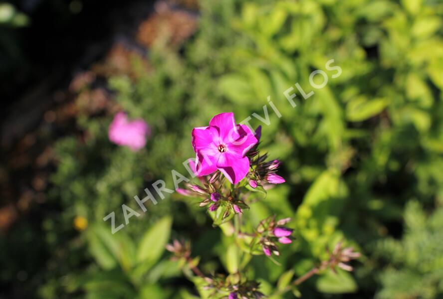 Plamenka latnatá 'Adessa Special Pink' - Phlox paniculata 'Adessa Special Pink'