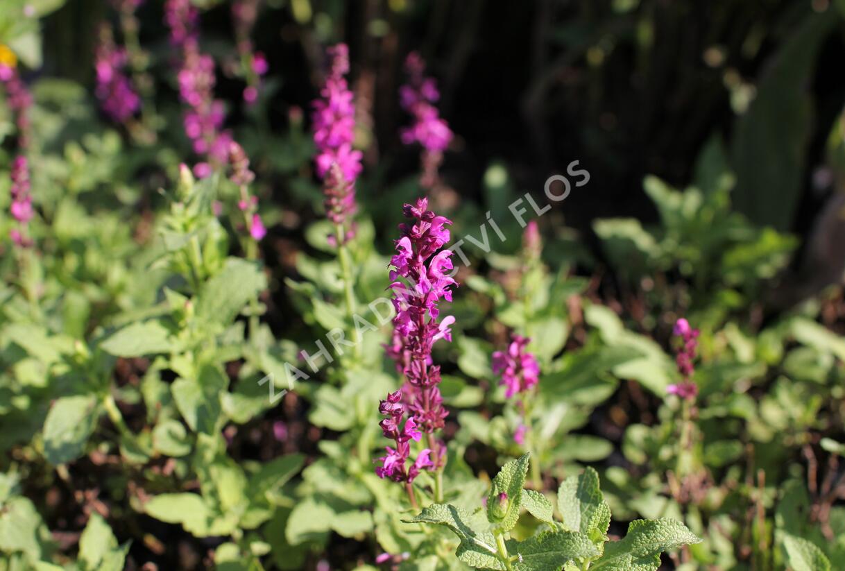 Šalvěj hajní růžová - Salvia nemorosa rose