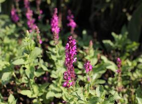 Šalvěj hajní růžová - Salvia nemorosa rose