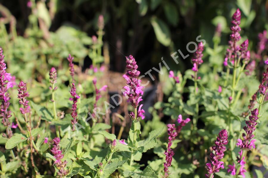 Šalvěj hajní růžová - Salvia nemorosa rose