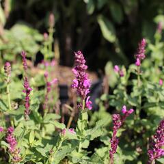 Šalvěj hajní růžová - Salvia nemorosa rose