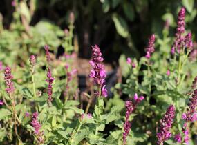 Šalvěj hajní růžová - Salvia nemorosa rose
