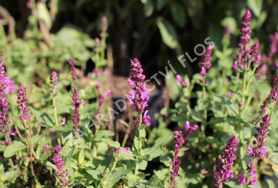 Šalvěj hajní růžová - Salvia nemorosa rose