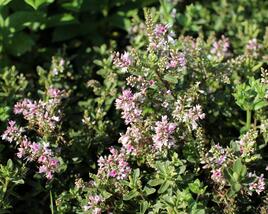 Hebe 'Naughties Pink'