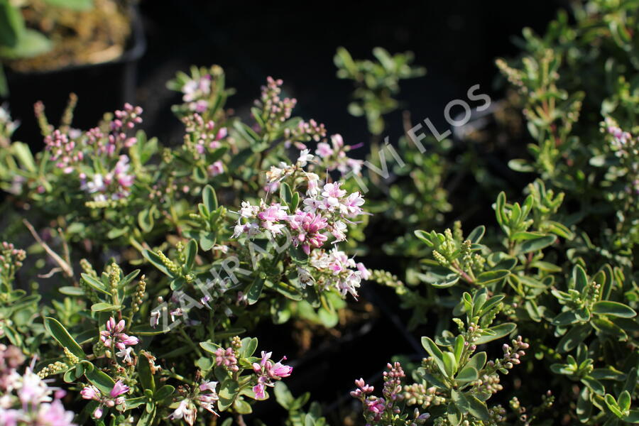 Hebe 'Naughties Pink' - Hebe 'Naughties Pink'