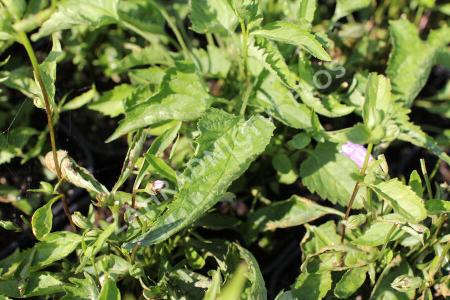 Zvonek kopřivolistý 'Bernice' - Campanula trachelium 'Bernice'