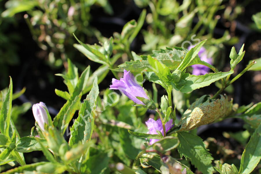 Zvonek kopřivolistý 'Bernice' - Campanula trachelium 'Bernice'