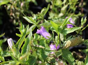 Zvonek kopřivolistý 'Bernice' - Campanula trachelium 'Bernice'