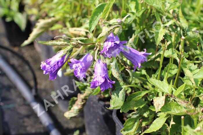 Zvonek kopřivolistý 'Bernice' - Campanula trachelium 'Bernice'