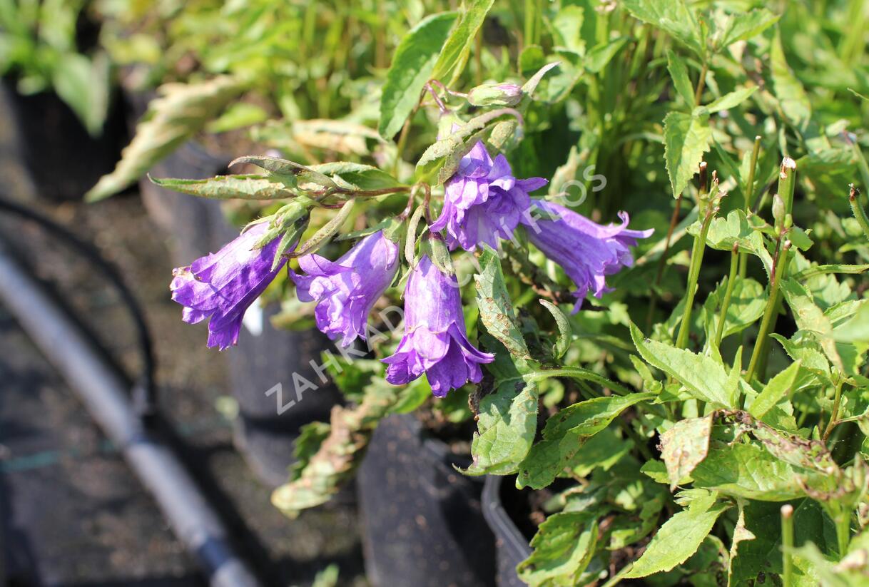 Zvonek kopřivolistý 'Bernice' - Campanula trachelium 'Bernice'
