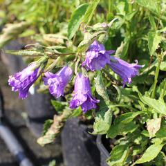 Zvonek kopřivolistý 'Bernice' - Campanula trachelium 'Bernice'