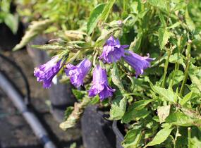 Zvonek kopřivolistý 'Bernice' - Campanula trachelium 'Bernice'
