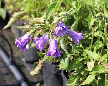 Zvonek kopřivolistý 'Bernice'