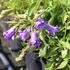 Campanula trachelium 'Bernice'.JPG