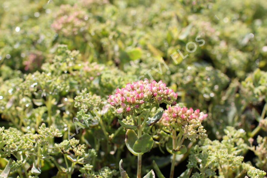 Rozchodník nachový 'Herbstfreude' ('Autumn Joy') - Sedum telephium 'Herbstfreude' ('Autumn Joy')