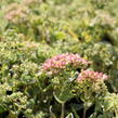 Rozchodník nachový 'Herbstfreude' ('Autumn Joy') - Sedum telephium 'Herbstfreude' ('Autumn Joy')