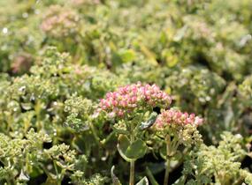 Rozchodník nachový 'Herbstfreude' ('Autumn Joy') - Sedum telephium 'Herbstfreude' ('Autumn Joy')