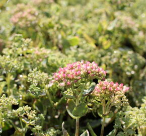 Rozchodník nachový 'Herbstfreude' ('Autumn Joy') - Sedum telephium 'Herbstfreude' ('Autumn Joy')