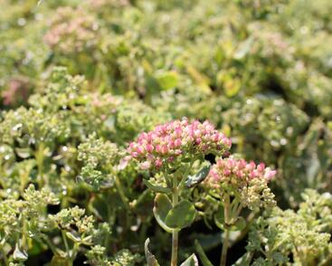 Rozchodník nachový 'Herbstfreude' ('Autumn Joy')