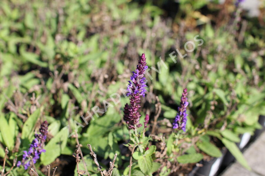 Šalvěj hajní modrá - Salvia nemorosa blue