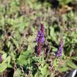 Šalvěj hajní modrá - Salvia nemorosa blue