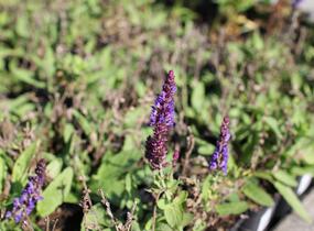 Šalvěj hajní modrá - Salvia nemorosa blue